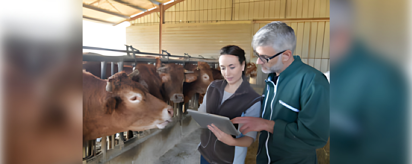 Deux personnes avec des vaches